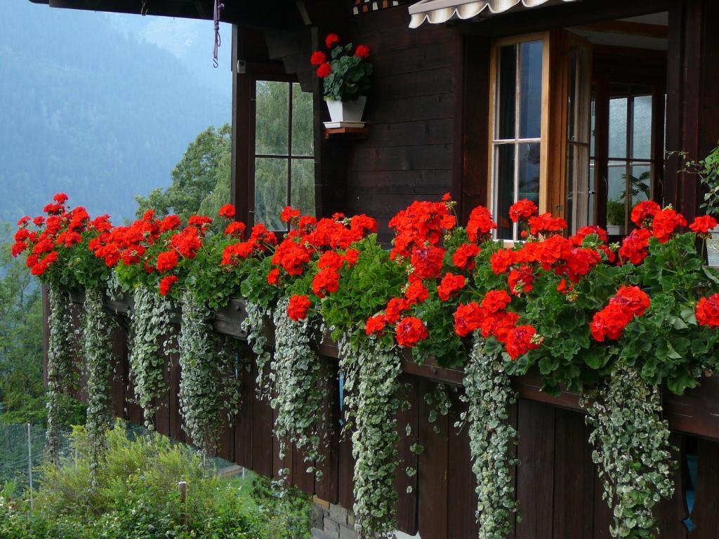Chalet Acheregg Wengen Dış mekan fotoğraf